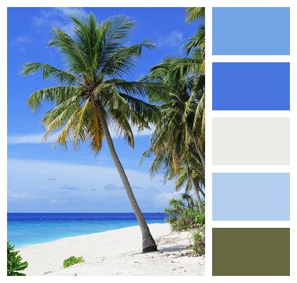 Palm Trees Sea Beach Image